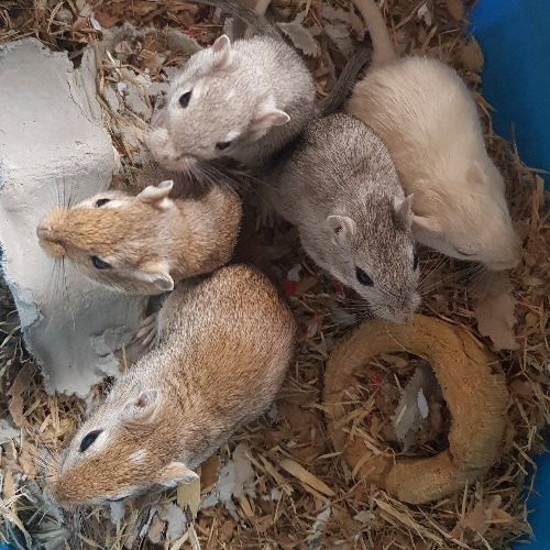 rescue mongolian gerbils