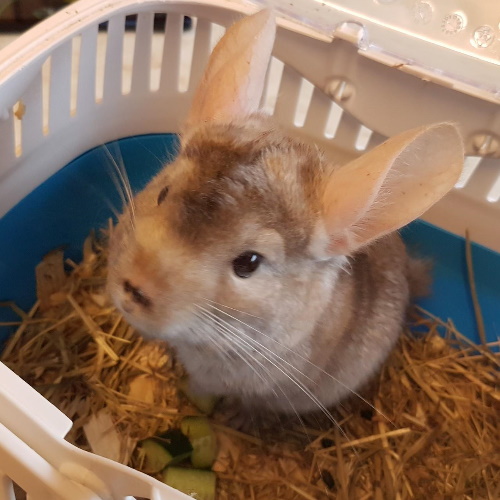 rescue chinchilla