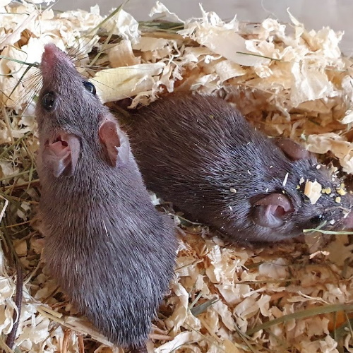 rescue spiny mice