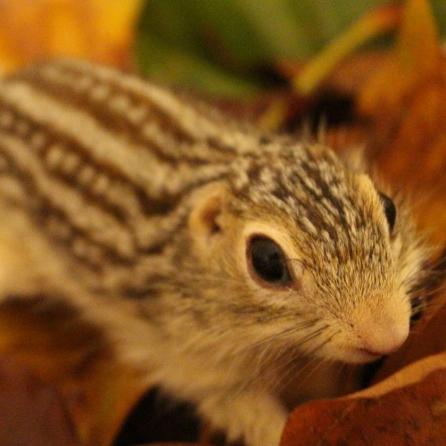 rescue ground squirrel