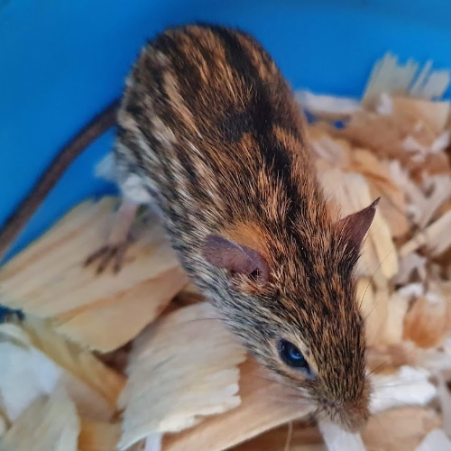 rescue zebra mice