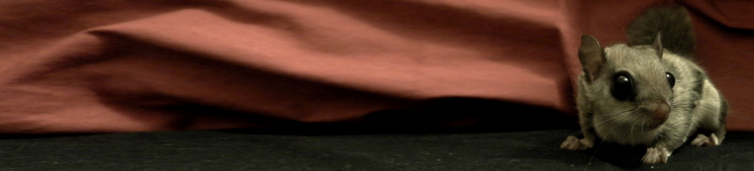 Southern Flying Squirrel